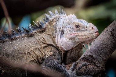 iguana 'ya yaklaş