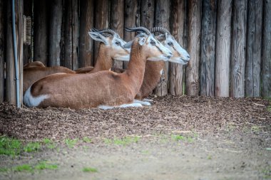 Köydeki hayvanat bahçesindeki keçiler.