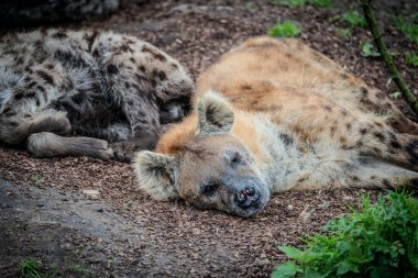 Hayvanat bahçesinde uyuyan aslan