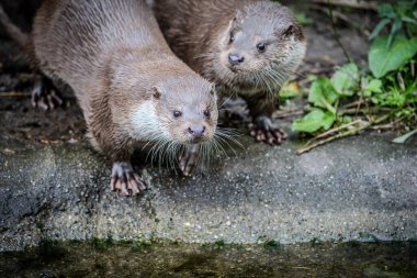 Vahşi doğada iki su samuru