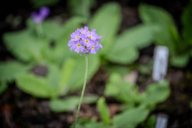 Ormanda yetişen güzel çiçekler