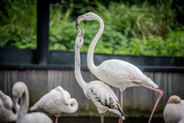 Pembe gagalı beyaz kuğu.
