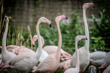 Pembe flamingo kuşu doğada, vahşi yaşam