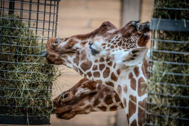 Annesiyle hayvanat bahçesinde zürafa, annesi bebeğini besliyor.