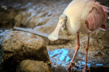 Yetişkin pembe bir flamingoya yaklaş.