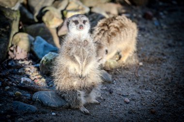 meerkat on the sand in zoo in summer clipart