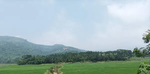Betel fındık ağacı bahçesi Dağda ve yeşil arazinin çevresindeki yeşil alanda
