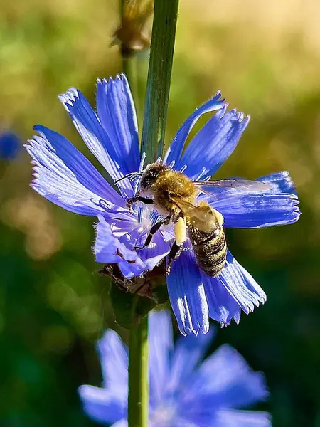 stock image Bee on blue chicory flovers,on a green background