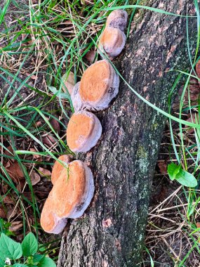 Kütüğün üzerinde yuvarlak şekilli mantarlar
