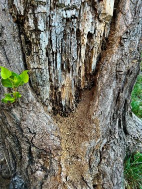 Hasarlı gövdesi olan yaşlı bir ağaç.