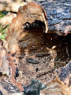 Acil durum ve hatalı ağaçların kaldırılması