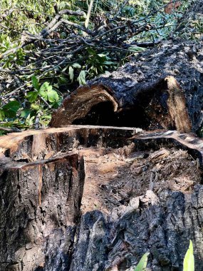 Acil durum ve hatalı ağaçların kaldırılması