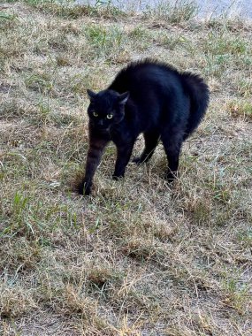 Kedi düşmana saldırır.