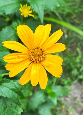 Heliopsis helianthus parlak sarı çiçek yakın plan