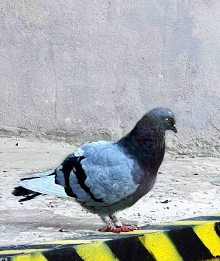 Şehir güvercini yakın planda yakalandı.