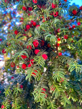 Yew (Taxus baccata) zehirli ve acı kırmızı meyveli kozalaklı bir çalıdır..