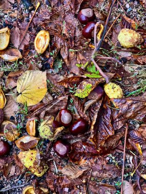 Sonbahar arkaplanı. Kestane ve sarı yapraklar yağmurlu havada yerde yatar..