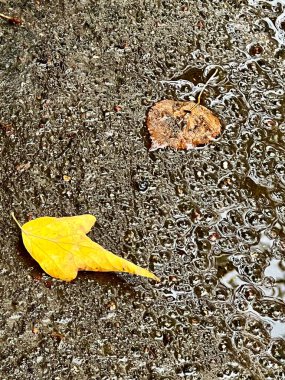 Yaprak yağmur altında yerde. Arkaplan