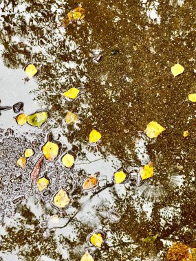 Yaprak yağmur altında yerde. Arkaplan