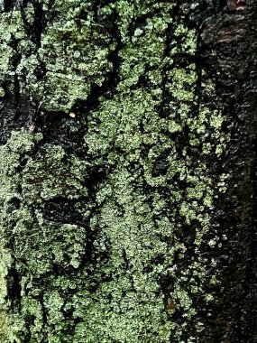 Ağaç kabuğu yosunla kaplı. Geçmişi. Doku