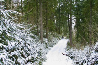 Kozalaklı kış ormanlarında karlı bir yolda yürüyen bir adam.
