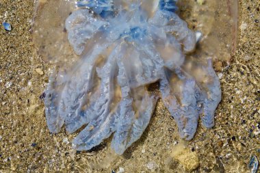 Close-up of a jellyfish with bright blue tentacles floating in crystal clear sea water. Sun glare is visible through the water, highlighting the delicate textures and details of the jellyfish.  clipart