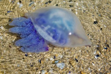 Kristal berrak deniz suyunda yüzen parlak mavi dokunaçları olan bir denizanasının yakın çekimi. Güneş parlaması su aracılığı ile görülebilir. Denizanalarının hassas dokularını ve detaylarını vurgular.. 