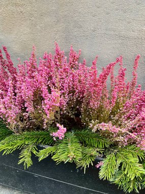 Bright branches of pink heather with green coniferous branches against the background of a textured wall. Decorative composition for decorating the facade in winter or autumn. clipart