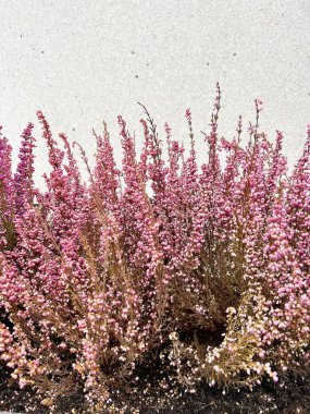 Yeşil kozalaklı dalları olan pembe fundaların parlak dalları dokulu bir duvarın arka planında. Kış veya sonbaharda cepheyi dekore etmek için dekoratif kompozisyon.