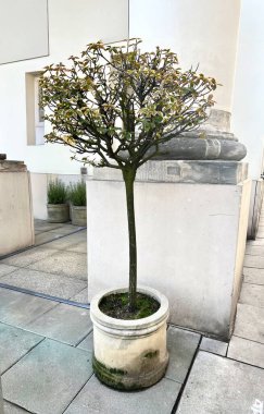 Klasik sütunları olan beyaz bir duvara karşı taş bir tencerede küçük bir dekoratif ağaç. Doğal aksanlı minimalist iç tasarım.