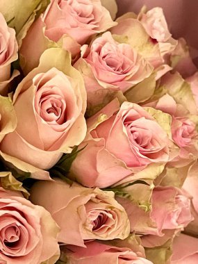 Yumuşak ışıklı pembe güllere yakın çekim. Tasarım, kartlar ve reklam projelerinde kullanmak için zarif ve narin bir resim.