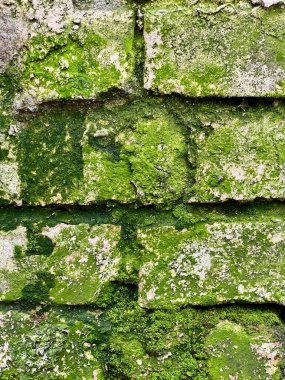 Üzerinde yosun olan eski bir tuğla duvarın yakın çekimi. Yeşil yosun, tuğlanın düz olmayan yüzeyini kaplayarak dokulu doğal bir şablon oluşturur. Ekolojik yaşlanma, doğa ve yıkım kavramı.