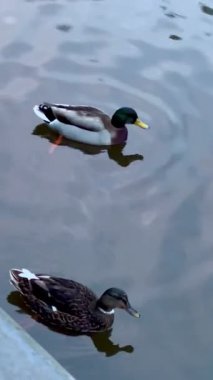 Amsterdam kanalının sakin sularında yüzen iki ördeğin fotoğrafı. Tarihi binaların ve teknelerin yansımasının arka planında, nazik dalgalar bir atmosfer yaratıyor. 