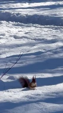Bir sincap, karlı bir ormanda, bir ağacın dalları boyunca mavi gökyüzüne doğru koşar.