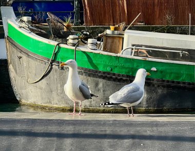 Beton bir yüzeyde iki martının fotoğrafı, arka planda yeşil kenarlı bir tekne. Kuşlarla sakin deniz manzarası.