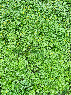 Yeşil yaprak halısı ve sarı çiçekler doğal ortamda. Bahar bitkisinin dokusu, arka plan ya da doğal desen olarak mükemmel..