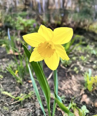 Çiçek tarlasında yeşil çimenlerin arasında açan bir nergis fotoğrafı..