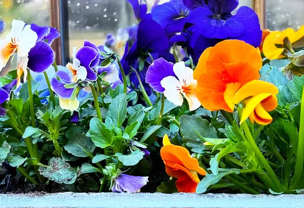 Eski şehrin sokağındaki saksıda parlak nonoşlar. Çiçeklere odaklan, arka planda bulanık bir duvar ve pencere var..