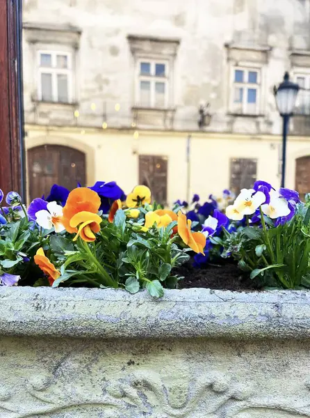 Eski şehrin sokağındaki saksıda parlak nonoşlar. Çiçeklere odaklan, arka planda bulanık bir duvar ve pencere var..