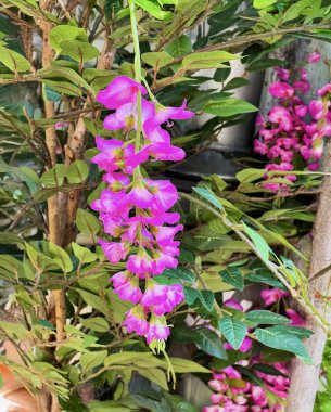 Pembe salkımın dalını bulanık bir duvara asmak. Narin çiçekler, kentsel bir ortamda bahar ve sükunet ortamı yaratır..