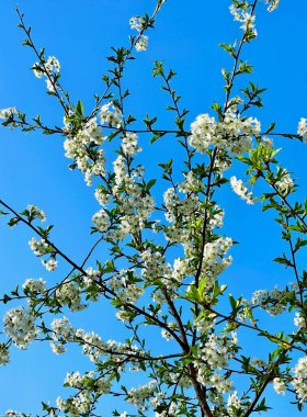 Parlak mavi gökyüzünde beyaz çiçekli ağaç dalları. Bahar çiçeği, renk kontrastı, taze doğa..