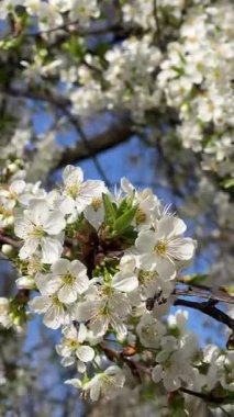 Parlak mavi gökyüzünde beyaz çiçekli ağaç dalları. Bahar çiçeği, renk kontrastı, taze doğa..