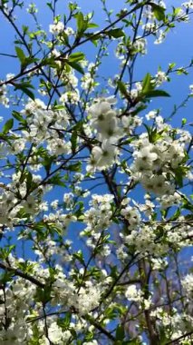Parlak mavi gökyüzünde beyaz çiçekli ağaç dalları. Bahar çiçeği, renk kontrastı, taze doğa..