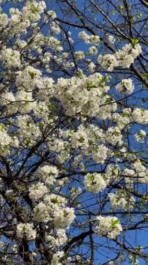 Parlak mavi gökyüzünde beyaz çiçekli ağaç dalları. Bahar çiçeği, renk kontrastı, taze doğa..