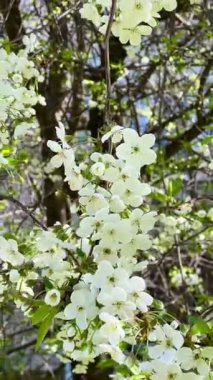 Parlak mavi gökyüzünde beyaz çiçekli ağaç dalları. Bahar çiçeği, renk kontrastı, taze doğa..