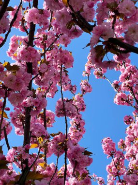 Mavi gökyüzüne uzanan parlak pembe tomurcuklu çiçek açan sakura dalları. Bahar atmosferi ve doğanın güzelliği.