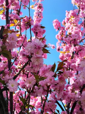 Mavi gökyüzüne uzanan parlak pembe tomurcuklu çiçek açan sakura dalları. Bahar atmosferi ve doğanın güzelliği.