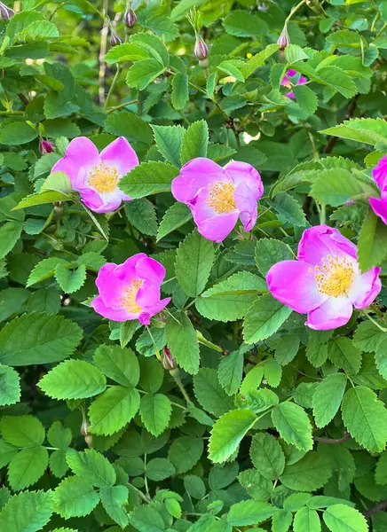 Doğal güneş ışığı altında yeşil yapraklarla çiçek açan yaban pembe güllerinin (Rosa canina) yakın çekimi. Taze bahar veya yaz çiçekli arka plan.