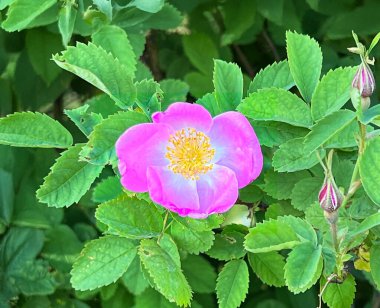 Yeşil yaprakları ve açılmamış tomurcukları olan tek bir çiçek açan pembe gülün (Rosa canina) yakın çekimi. Doğal ışık, canlı ve taze çiçek ayrıntıları..