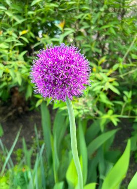 Yeşil bir gövde üzerinde çiçek açan mor bir Allison çiçeğinin yakın çekimi, arka planda bulanık yapraklarla dolu bir bahçede uzun süre ayakta duruyor. Canlı bir bahar ya da yaz başı sahnesi.